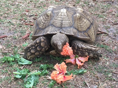 tortoise eating vegitation